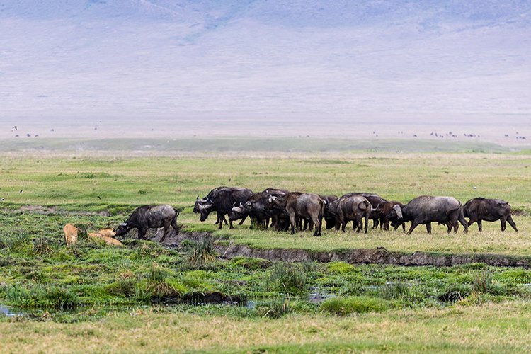 TZA ARU Ngorongoro 2016DEC26 Crater 039